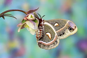 Hyalophora Prints: USA, Washington State, Sammamish. Red robin silk moth