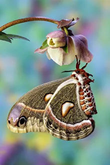 Hyalophora Prints: USA, Washington State, Sammamish. Red robin silk moth