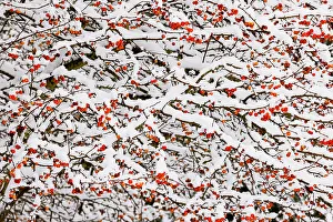 Berry Prints: USA, Washington State, Sammamish. Fresh snow on crabapple red fruit