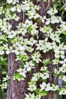 Dogwood Prints: USA, Washington State, Sammamish. Dogwood blooming next to Douglas Fir