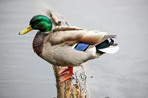 Drake Prints: USA, Washington State, Sammamish. Mallard Drake on fallen log Yellow Lake