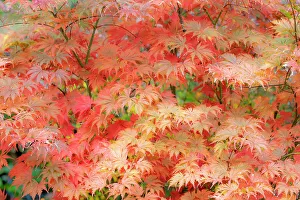 USA, Washington State, Sammamish. Japanese maple trees leaves in orange tones fall time