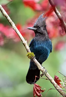 Images Dated 5th January 2024: USA, Washington State, Sammamish. Stellar jay on Japanese maple with fall colors