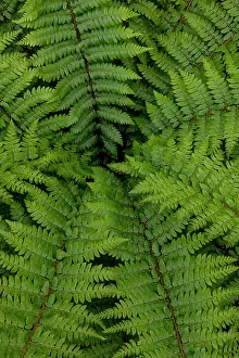 Fern Prints: USA, Washington State, Sammamish. Looking down into Sword Fern