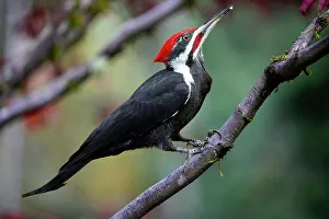 Feeder Prints: USA, Washington State, Sammamish. Coming into feeder pileated woodpecker in Autumn