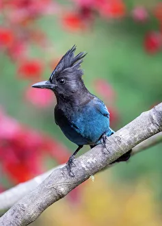 Images Dated 5th January 2024: USA, Washington State, Sammamish. Stellar jay on Japanese maple with fall colors