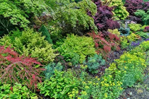 Barberry Prints: USA, Washington State, Sammamish