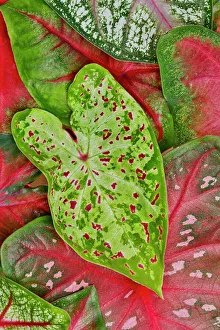Caladium Prints: USA, Washington State, Sammamish. Caladium tropical leaf close-up
