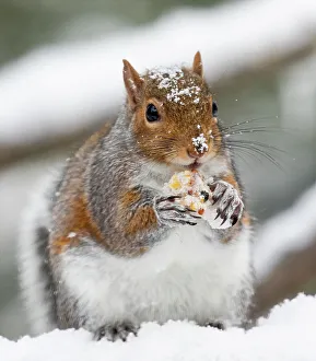 Squirrel Prints: USA, Washington State, Sammamish. Grey squirrel feeding in fresh snowfall