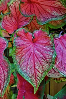Caladium Prints: USA, Washington State, Sammamish