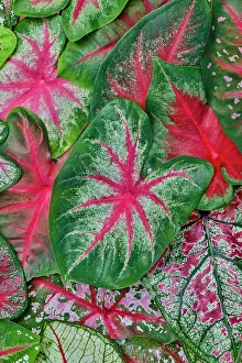 Caladium Prints: USA, Washington State, Sammamish