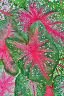Caladium Prints: USA, Washington State, Sammamish