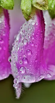 Dew Drop Prints: USA, Washington State, Sammamish. Dewdrops on foxglove perennial flowers in garden