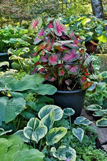 Shade Prints: USA, Washington State, Sammamish. Newly planted garden with coleus, hosta. Caladium. (PR)