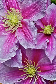 Clematis Prints: USA, Washington State, Sammamish. Dewdrops on pink clematis
