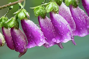 Dew Drop Prints: USA, Washington State, Sammamish. Dewdrops on foxglove perennial flowers in garden