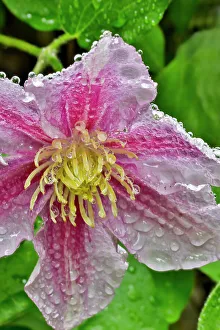 Clematis Prints: USA, Washington State, Sammamish. Dewdrops on pink clematis