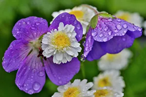 Geranium Prints: USA, Washington State, Sammamish