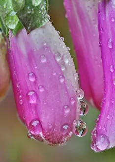 Images Dated 5th January 2024: USA, Washington State, Sammamish. Dewdrops on foxglove perennial flowers in garden
