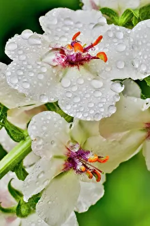 Dew Drop Prints: USA, Washington State, Sammamish. Dewdrops on white Verbascum flowers