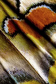 USA, Washington State, Sammamish. Close-up detailed butterfly scales and their patterns