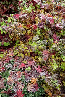 Frost Prints: USA, Washington State, Sammamish. Frosted fallen Japanese maple leaves with fall colors