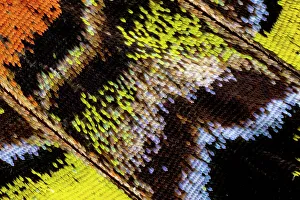 USA, Washington State, Sammamish. Close-up detailed butterfly scales and their patterns