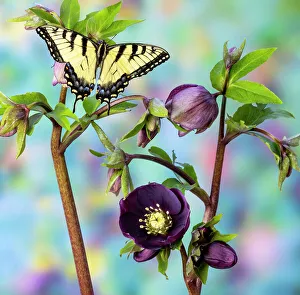Hellebore Prints: USA, Washington State, Sammamish