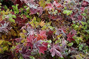 Frost Prints: USA, Washington State, Sammamish. Frosted fallen Japanese maple leaves with fall colors