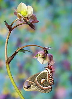 Hanging Prints: USA, Washington State, Sammamish. Female Hyalophora Columbia hanging on hellebore flower