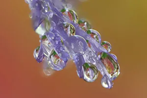 Images Dated 4th January 2024: USA, Washington State, Sammamish. Close-up of dewdrops reflections on blue daisy