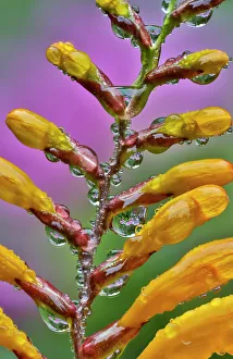 USA, Washington State, Sammamish. Close-up of dewdrops on flowering crocosmia