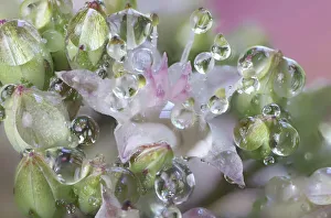 Images Dated 4th January 2024: USA, Washington State, Sammamish. Dewdrops on sedum starry flowers