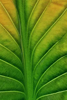 USA, Washington State, Sammamish. Backlighting on hosta leaf as it is turning golden in Autumn