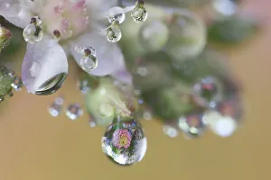 Images Dated 4th January 2024: USA, Washington State, Sammamish. Dewdrops on sedum starry flowers