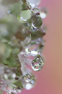 USA, Washington State, Sammamish. Dewdrops on sedum starry flowers