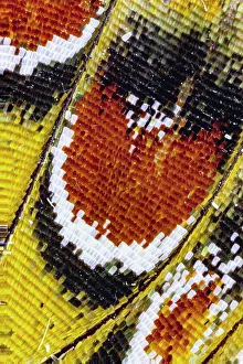 USA, Washington State, Sammamish. Close-up detailed butterfly scales and their patterns