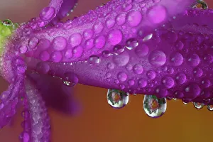 USA, Washington State, Sammamish. Close-up of dewdrops and reflections Christmas cactus