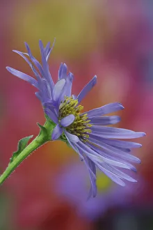 USA, Washington State, Sammamish. Close-up of blue daisy