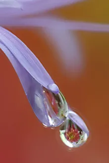 New Images October 2024 Prints: USA, Washington State, Sammamish. Close-up of dewdrops reflections on blue daisy
