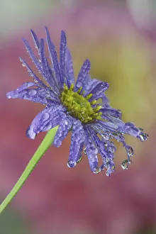 USA, Washington State, Sammamish. Close-up of dewdrops reflections on blue daisy