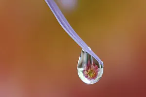 USA, Washington State, Sammamish. Close-up of dewdrops reflections on blue daisy