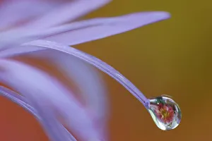 USA, Washington State, Sammamish. Close-up of dewdrops reflections on blue daisy
