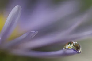 USA, Washington State, Sammamish. Close-up of dewdrops reflections on blue daisy