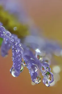 New Images October 2024 Prints: USA, Washington State, Sammamish. Close-up of dewdrops reflections on blue daisy