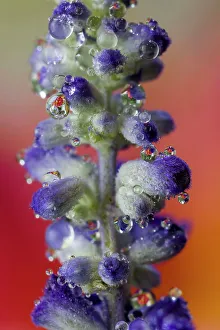New Images October 2024 Prints: USA, Washington State, Sammamish. Close-up of dewdrops on blue budding delphinium flowers