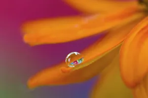 USA, Washington State, Sammamish. Dewdrop on petal of orange profusion zinnia