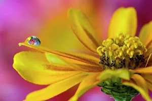 New Images October 2024 Prints: USA, Washington State, Sammamish. Dewdrop on petal of orange profusion zinnia