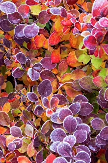 USA, Washington State, Sammamish. Close-up of frosted barberry leaves in Autumn