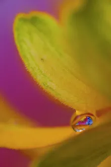 New Images October 2024 Prints: USA, Washington State, Sammamish. Dewdrop on petal of orange profusion zinnia